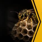 Pest control services with pricing and details