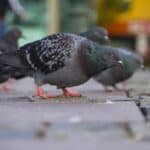 Feral pigeon walking across a paved city street with other pigeons in the background.