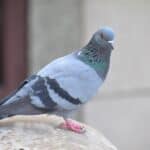 Close-up of a feral pigeon perched on a stone surface showing grey feathers and iridescent neck plumage.
