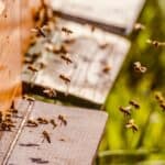 Honey bees flying in and out of a wooden beehive entrance during active pollination on a sunny day.