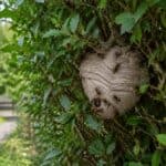 Large active wasp nest hidden within a dense garden hedge, showing a common outdoor nesting location in trees, bushes and shrubs around UK homes.